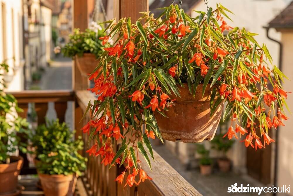 Begonia boliwijska „Million Kisses” tworząca długą kaskadę drobnych, dzwonkowatych kwiatów w wiszącej donicy na słonecznym balkonie.