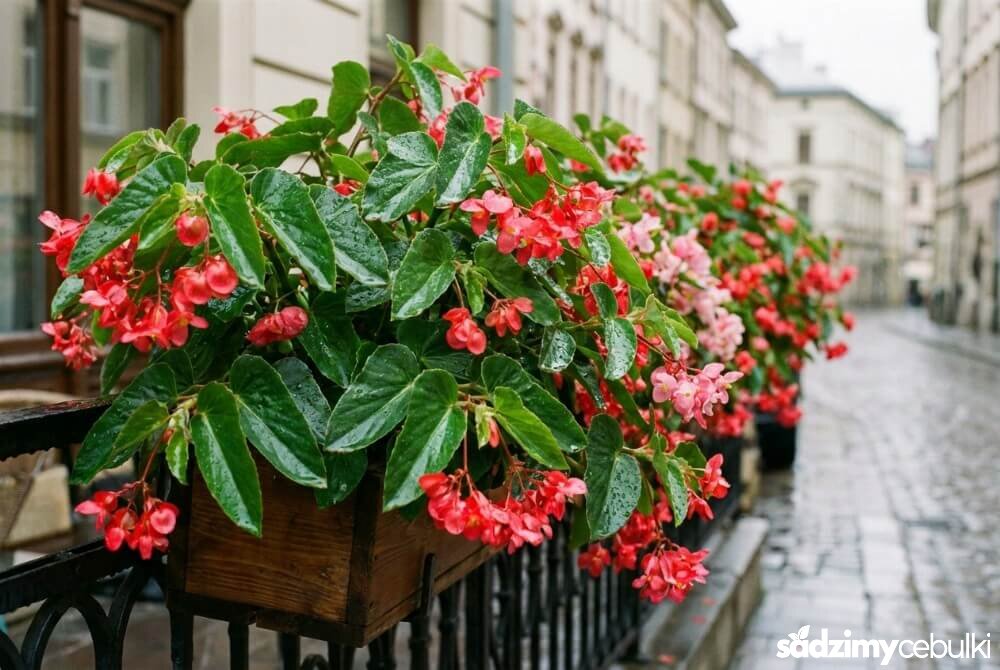 Begonia Dragon Wing w skrzynce na balustradzie, z błyszczącymi liśćmi i licznymi kwiatami, sfotografowana po deszczu.
