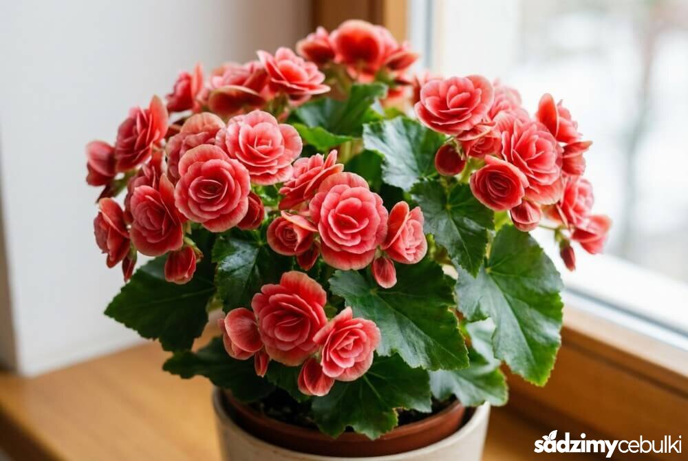 Begonia zimowa Elatior w doniczce z błyszczącymi zielonymi liśćmi i licznymi kwiatami jak miniaturowe różyczki.