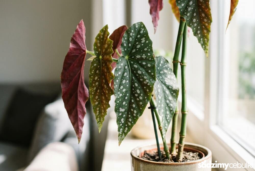 Begonia maculata o wzniesionym pokroju z liśćmi w srebrne kropki i widocznym bordowym spodem.
