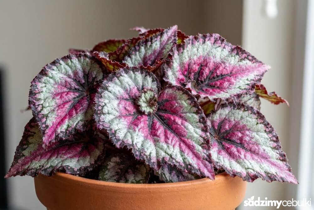 Zbliżenie na barwne, teksturowane liście begonii rex w odcieniach srebra, różu i fioletu.