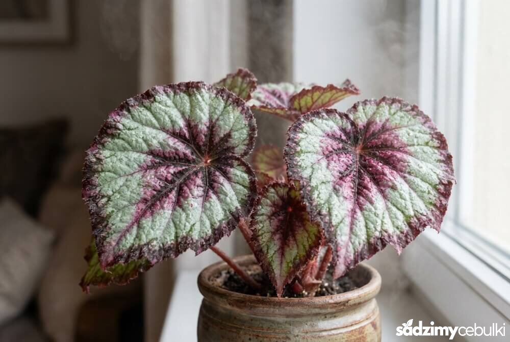 Begonia królewska w domu – zbliżenie na dekoracyjne, wielobarwne liście o wyraźnej fakturze.