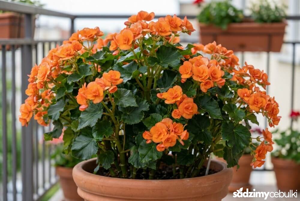 Begonia Solenia w donicy na balkonie, o gęstym pokroju i wielu nasyconych kolorystycznie kwiatach.