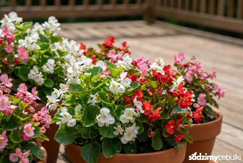 Begonie stale kwitnące w doniczkach na tarasie, obsypane drobnymi kwiatami w kilku kolorach.