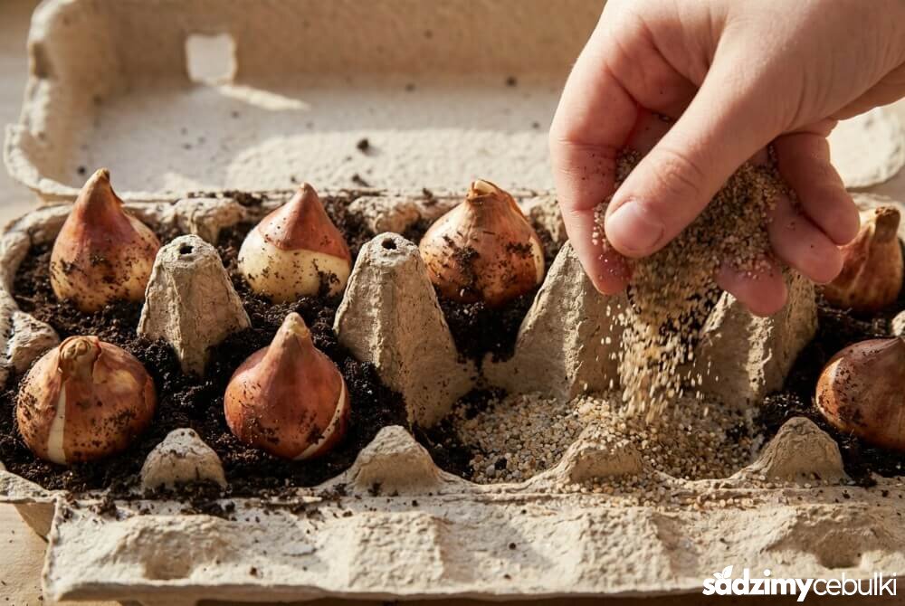 Cebulki tulipanów ułożone w dołkach wytłaczanki po jajkach, szpicem do góry, z dodatkiem piasku dla lepszego drenażu.