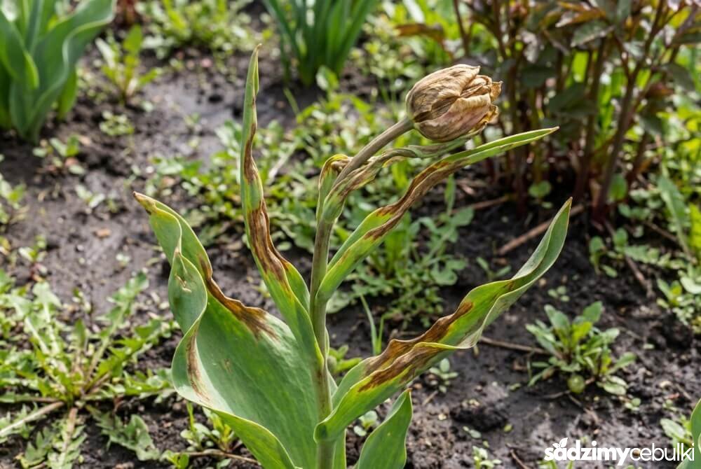 Zdeformowany tulipan z brunatnymi smugami i zaschniętym pąkiem – objawy choroby Augusta (TNV).