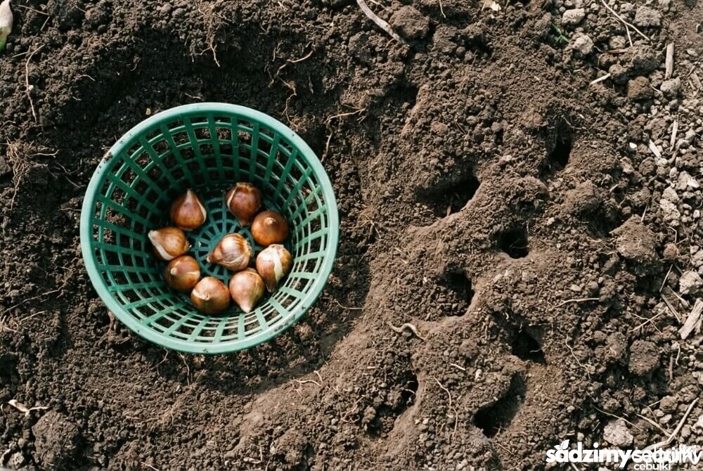 Koszyczek z cebulkami tulipanów w ziemi jako ochrona przed gryzoniami, widoczne ażurowe ścianki i struktura gleby.