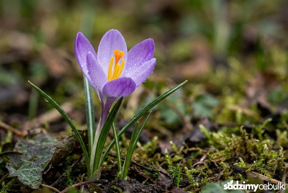Zdjęcie fioletowego krokusa wiosennego z widocznymi pręcikami i wąskimi liśćmi, sfotografowanego w naturalnym świetle.