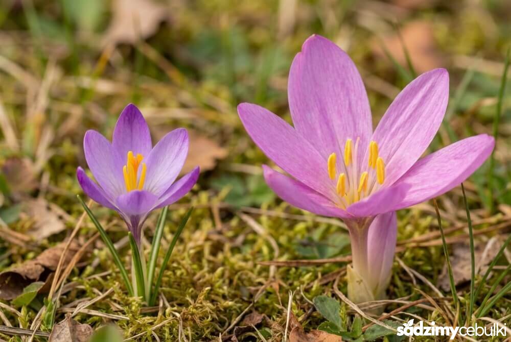 Zdjęcie porównawcza krokusa i trującego zimowitu jesiennego z widoczną różnicą w liczbie pręcików (3 a 6).