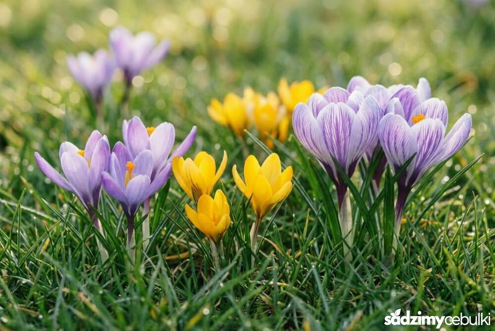 Krokusy botaniczne w trawie: fioletowe i żółte kwiaty tworzące naturalne kępy na wiosennym trawniku.