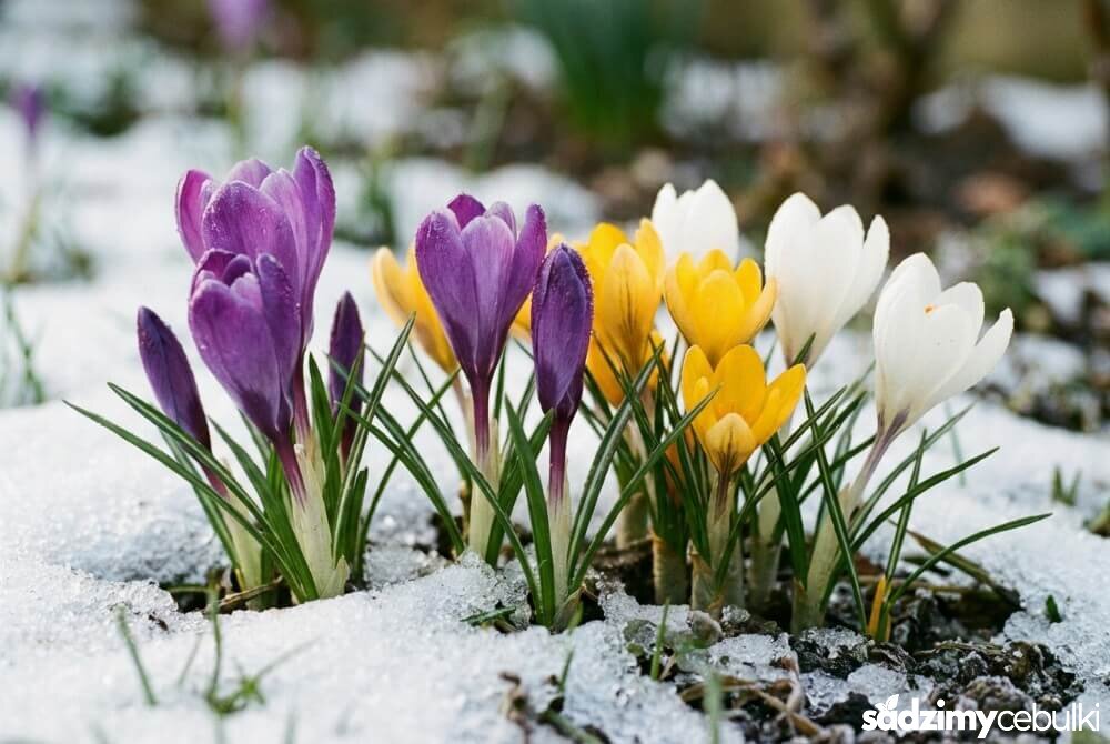 Fioletowe krokusy w przydomowym ogrodzie przebijające się przez resztki śniegu w ciepłym, porannym świetle.