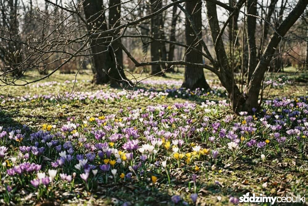 Krokusy kwitnące na trawniku pod drzewami liściastymi wczesną wiosną, w plamach słońca i lekkim półcieniu.