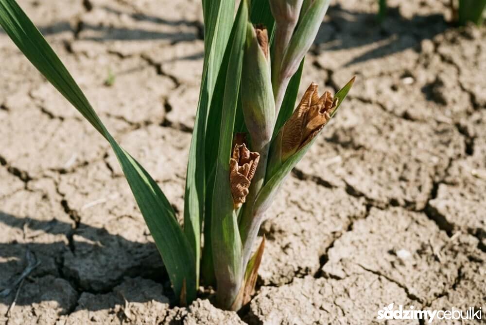 Zaschnięte, brązowe pąki mieczyka w pochwie liściowej przy przesuszonej glebie.