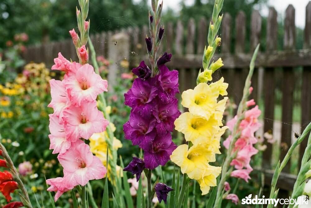 Mieczyki (gladiole) kwitnące na rabacie w letnim ogrodzie, z rozmytym tłem i naturalnym światłem.