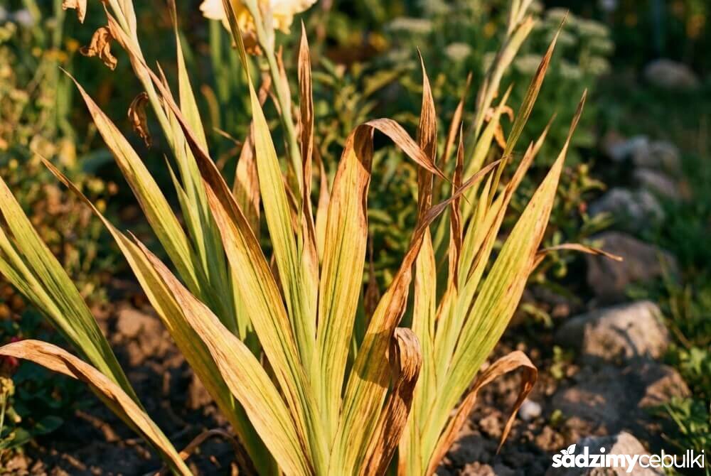 Zbliżenie na mieczyki z żółknącymi i brązowiejącymi liśćmi, sygnalizującymi czas wykopywania cebul.