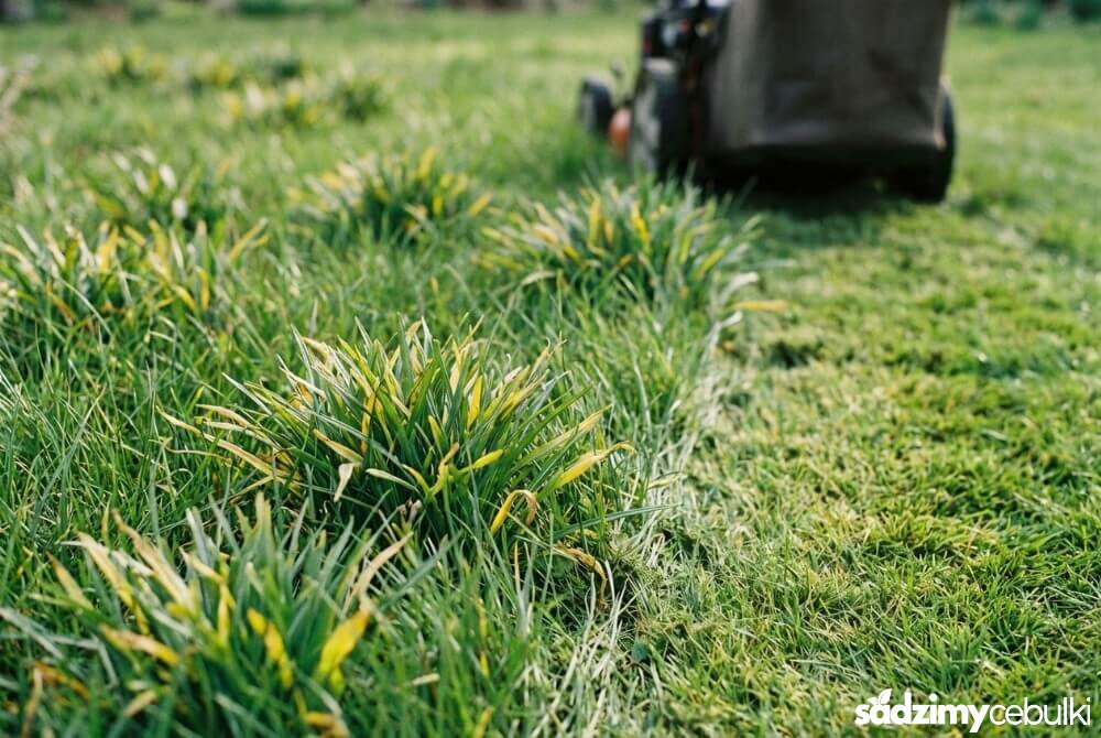 Trawnik z krokusami i wyraźną granicą między nieskoszoną wyższą trawą a skoszonym fragmentem, z widocznymi liśćmi krokusów.