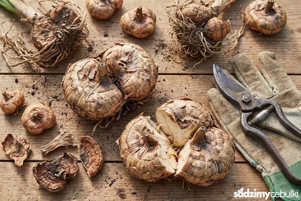 Zrośnięte i rozdzielone bulwy zastępcze mieczyka po wykopaniu i przesuszeniu.
