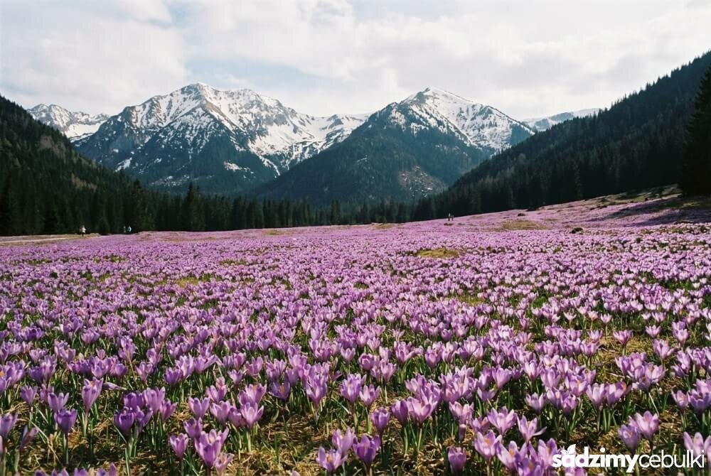 Fioletowe dywany krokusów na Polanie Chochołowskiej z ośnieżonymi tatrzańskimi szczytami w tle.
