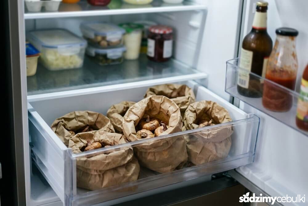 Papierowe torebki z cebulkami mieczyków przechowywane w dolnej szufladzie lodówki.