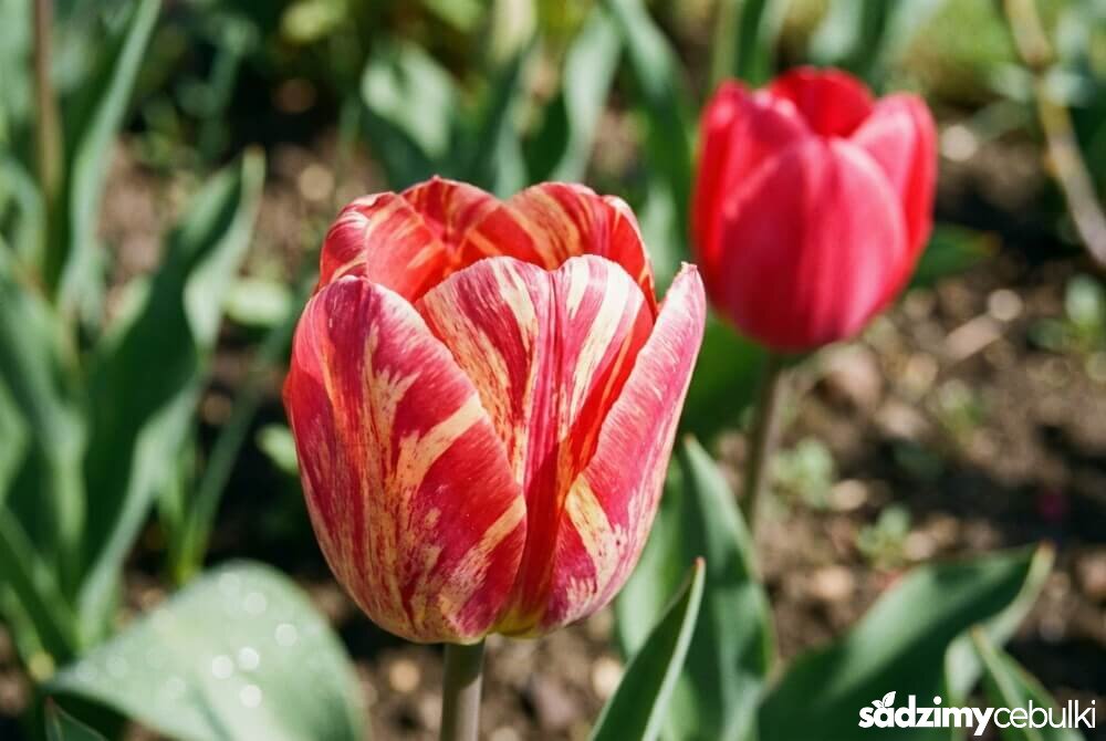 Tulipan z pstrością: nieregularne smugi i paski na płatkach wskazujące na infekcję wirusową.