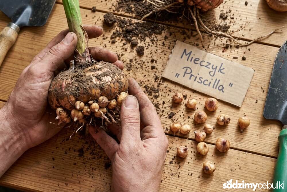 Bulwa mieczyka z małymi bulwami przybyszowymi („dzieci”) przygotowanymi do rozmnażania.