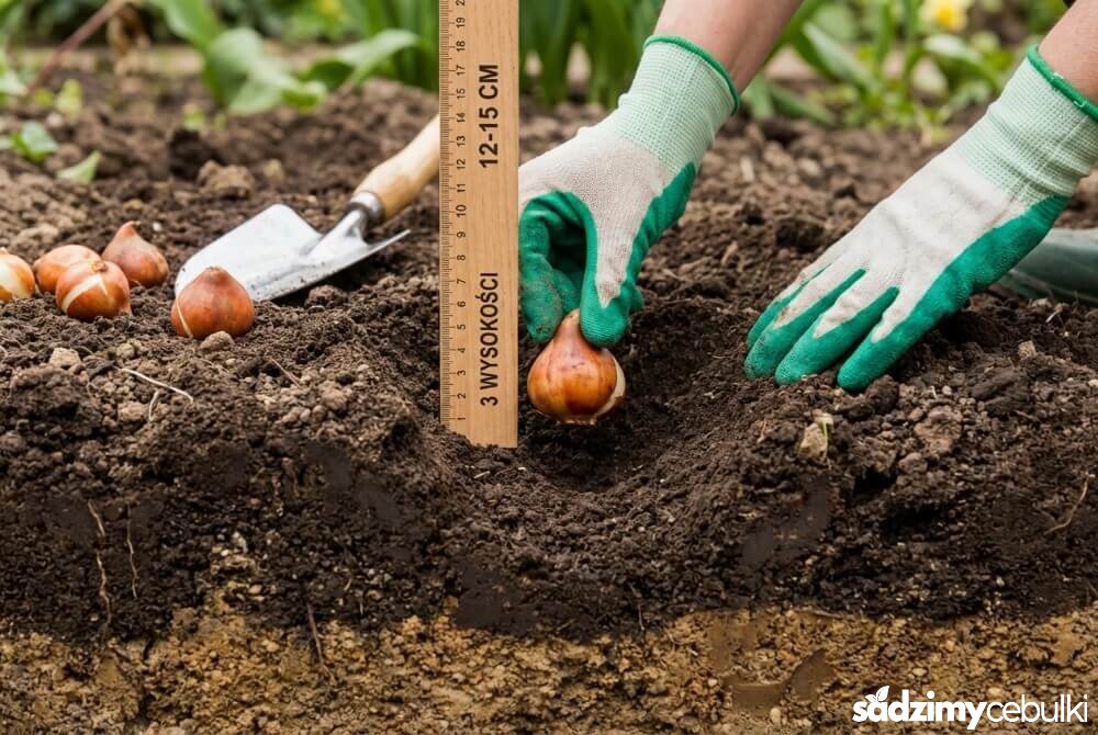 Sadzenie cebulki tulipana na właściwą głębokość zgodnie z zasadą trzykrotnej wysokości.