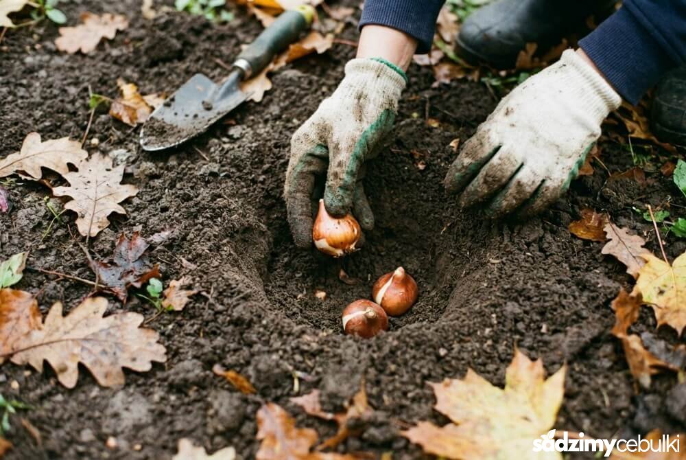 Dłonie ogrodnika sadzą cebulki tulipanów do gruntu jesienią w ogrodzie.