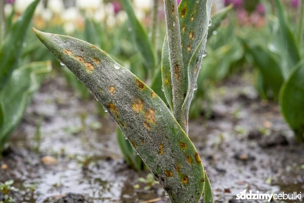 Tulipan z objawami szarej pleśni: szary nalot na łodydze i plamy na liściu po deszczu.