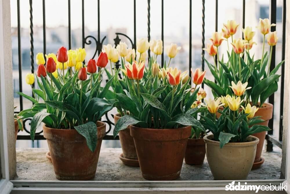 Niskie tulipany botaniczne i karłowe w donicach na balkonie, z widocznymi ozdobnymi liśćmi i balustradą w tle.