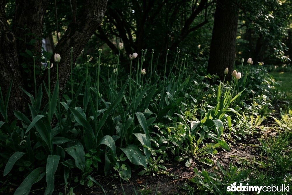 Tulipany rosnące w cieniu pod drzewami z długimi, wiotkimi pędami i niewielką liczbą kwiatów.
