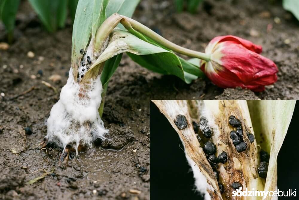 Biała pleśń (Sclerotinia) u podstawy łodygi tulipana: śnieżnobiała grzybnia i czarne sklerocja.