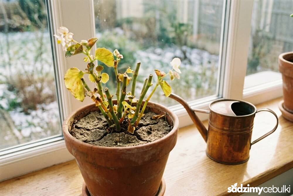 Begonia doniczkowa zimowana w jasnym, chłodnym pomieszczeniu z ograniczonym podlewaniem.