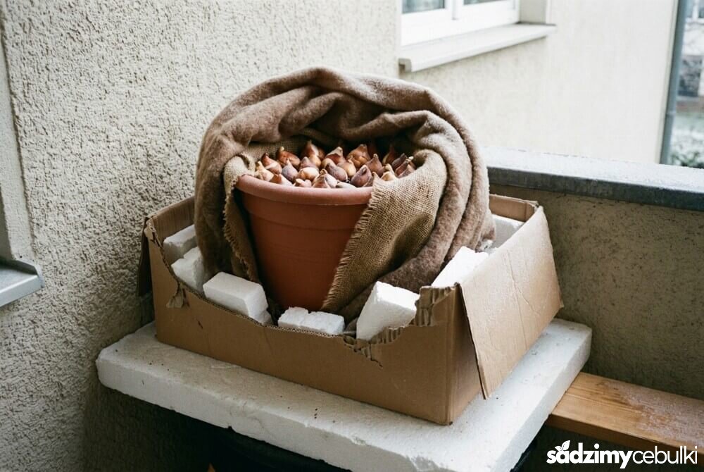 Zabezpieczona na zimę donica z tulipanami na balkonie, owinięta materiałem izolacyjnym i ustawiona na styropianie przy ścianie budynku.