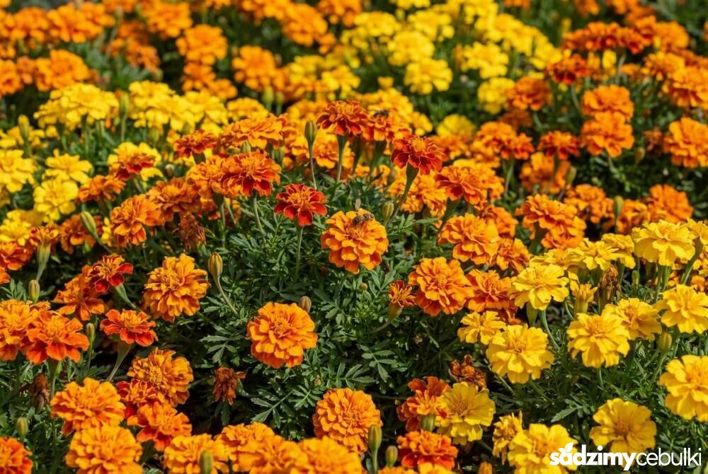 Kwitnące pomarańczowe i żółte aksamitki gęsto rosnące na słonecznej rabacie w ogrodzie.