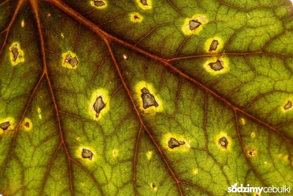 Liść begonii z wodnistymi plamami otoczonymi żółtą obwódką, objaw bakteriozy.