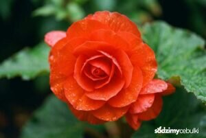 Czerwony pełny kwiat begonii bulwiastej zbliżenie