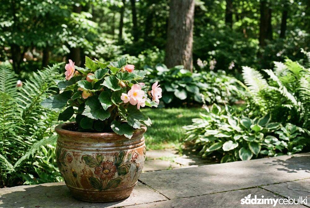 Begonia bulwiasta w donicy na tarasie