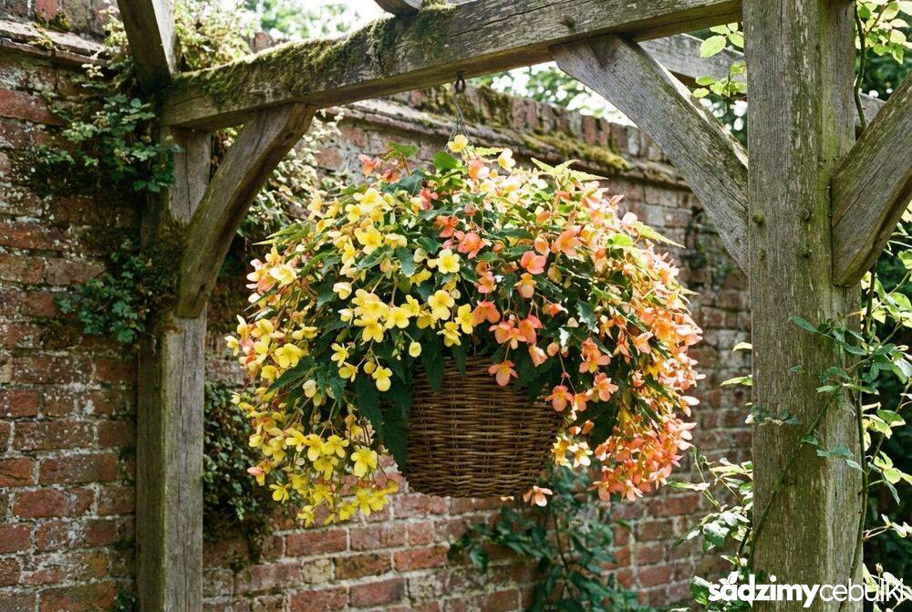 Begonia bulwiasta zwisająca w wiszącym koszu