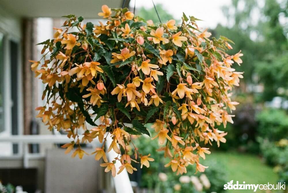 Wiszący kosz z begoną Illumination Apricot, której kaskadowe pędy tworzą efekt kwietnego wodospadu.