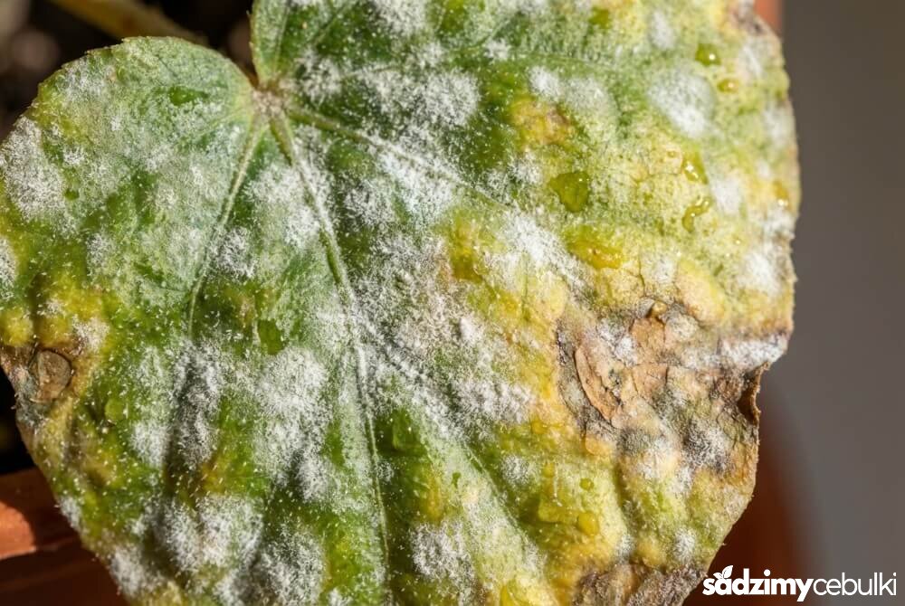 Zbliżenie na liść begonii pokryty białym, mączystym nalotem charakterystycznym dla mączniaka prawdziwego.