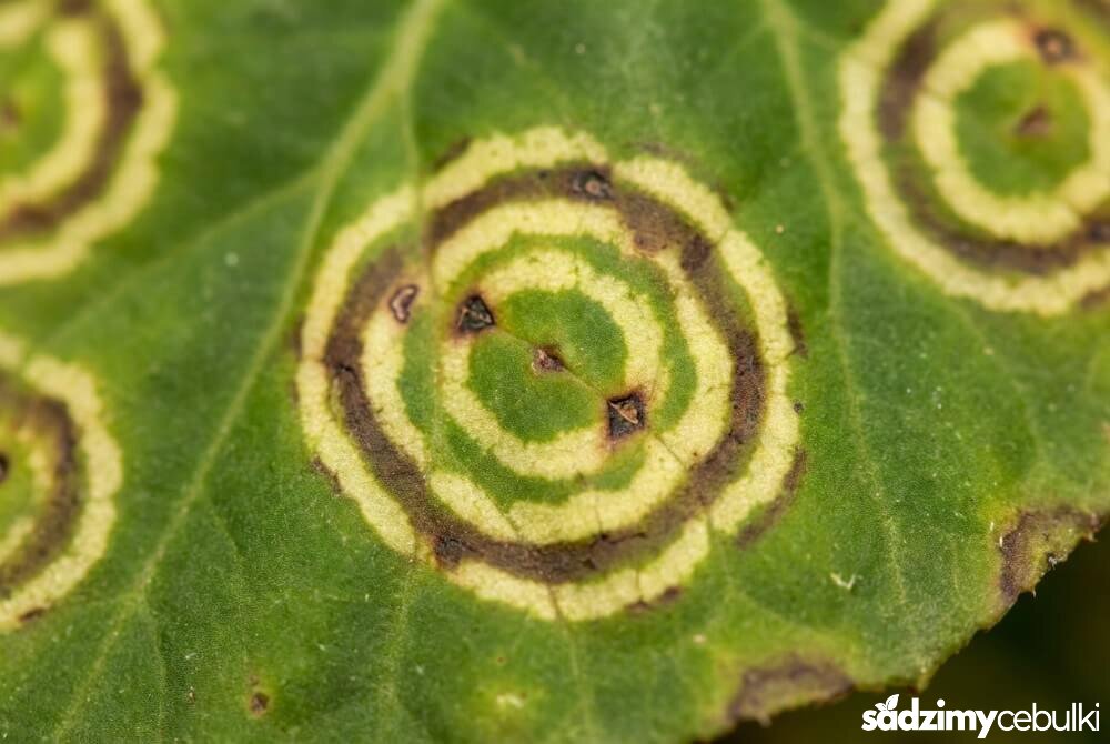 Charakterystyczne plamy na liściu begonii przypominające tarczę z koncentrycznymi kręgami.