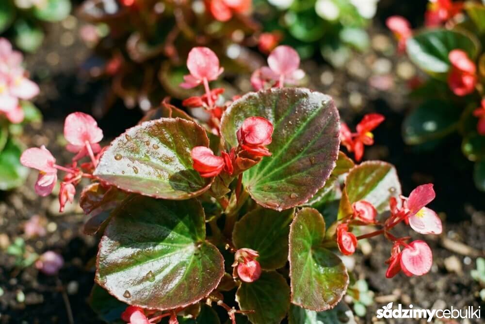 Zbliżenie na begonię rabatową z błyszczącymi liśćmi i drobnymi kwiatami w rabacie.