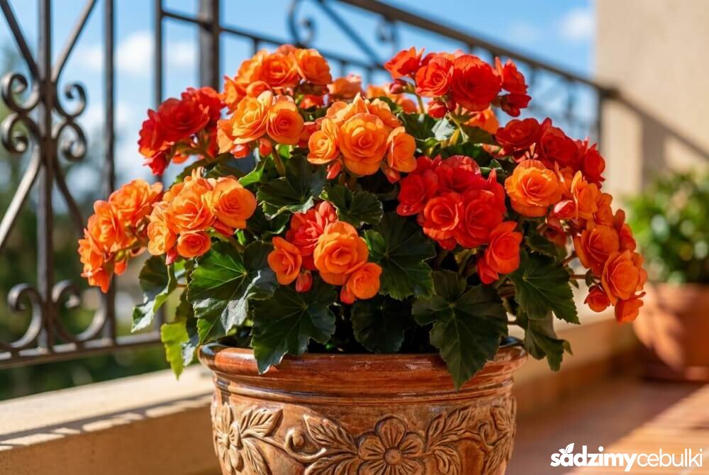 Begonia Solenia o pełnych kwiatach przypominających róże kwitnąca w donicy na nasłonecznionym balkonie.