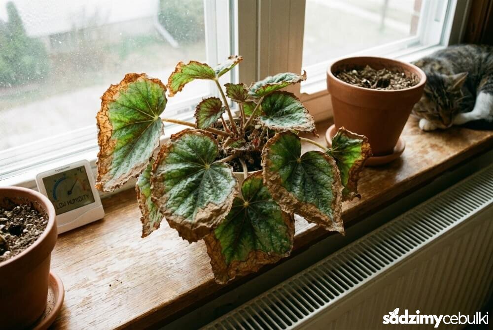 Begonia z zaschniętymi, brązowymi brzegami liści spowodowanymi suchym powietrzem w domu.