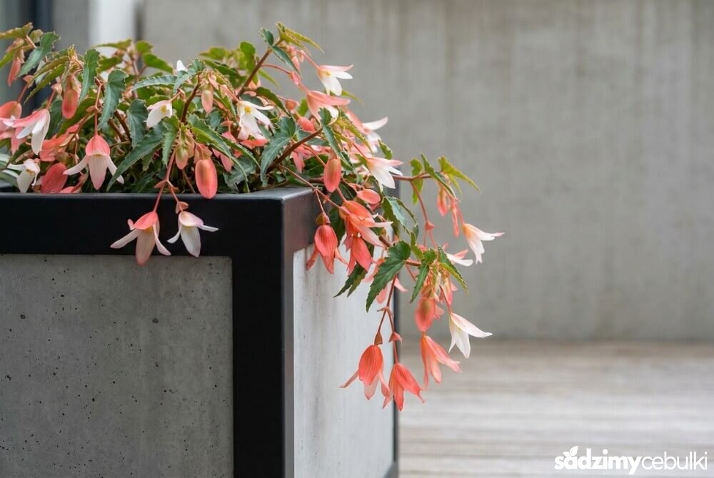 Nowoczesna aranżacja z begoną Summerwings o lekkim, zwisającym pokroju i pojedynczych kwiatach przypominających skrzydła motyla.