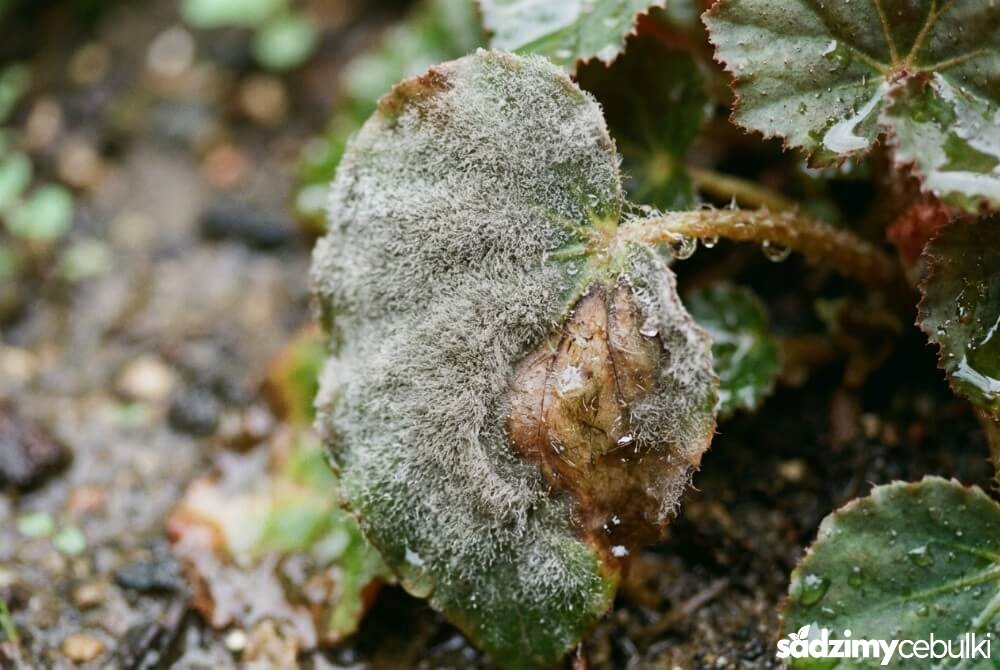 Szara, puszysta pleśń atakująca liść i łodygę begonii, widoczne gnicie tkanki.