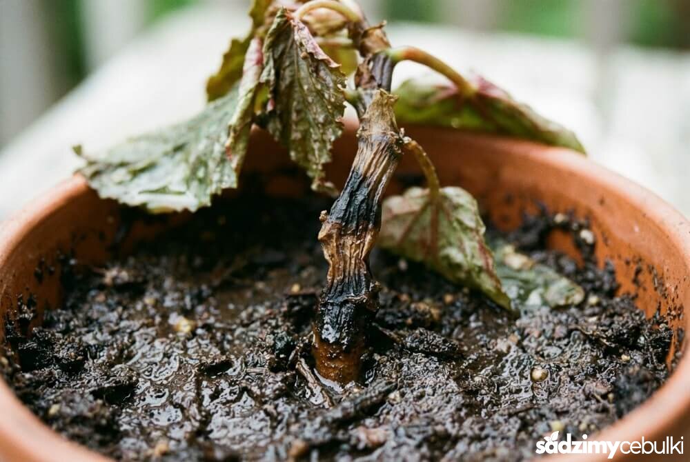 Czarna, gnijąca podstawa łodygi begonii przy ziemi, objaw przelania i choroby grzybowej.