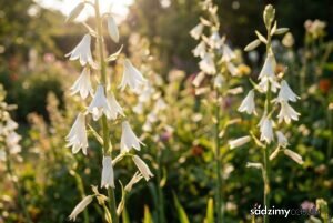 Kwitnąca galtonia biaława hiacynt letni białe dzwonki