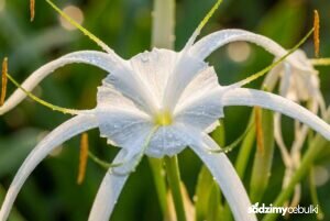 Kwitnąca błonczatka Hymenocallis z białymi pajęczymi kwiatami