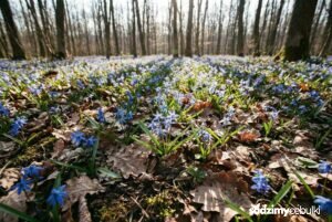 łany kwitnącej cebulicy dwulistnej w lesie
